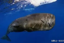 比黄金还贵的动物粪便？一斤上百万，捡到一坨就能变成富翁图片