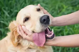 狗狗的这6个表现，说明它已经“认主”，希望你家的都有图片