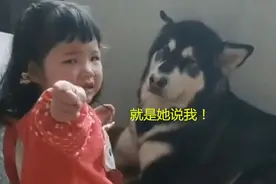 宝宝受到委屈跟狗狗“告状”，知道原因后秒怂，狗狗：我也很害怕图片