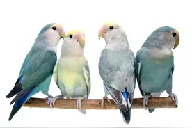 面类牡丹鹦鹉的所有品种，附图对比，看完不再迷茫图片