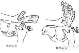 最简单辨别鸽子公母的三种方法，养鸽必备图片