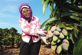 3月中旬以来，三亚芒果日出岛量突破3000吨图片