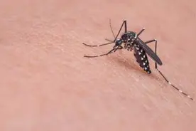 蚊虫叮咬过后有大包，怎么快速灭包止痒？试试这几招图片