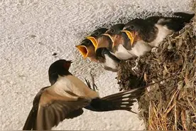 “宅子出现三喜，家中能人辈出”，啥意思？我们要注意哪些现象？图片