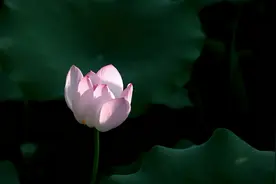 你一生的成就，是命中注定的图片