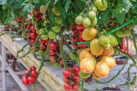 老农教你一个种菜的小妙招，不仅能增加产量，还能防治病虫害图片