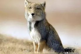 11个动物奇葩知识，大自然咋这么乱？图片