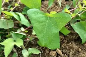 毒蛇见了绕道走的“蛇倒退”草，很神奇！了解下，难免有用处！图片