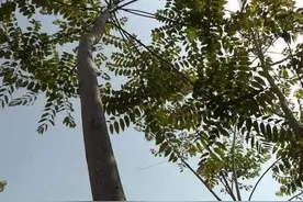 俗语“不怕有蛇进家门，就怕香椿高过房”为何香椿比蛇还可怕呢？图片