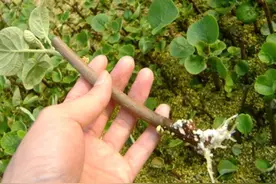 10种果树的扦插小技巧，蓝莓、百香果、无花果、葡萄等都可扦插图片