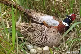 农村老人言：“上山甲鱼，下山野鸡”不能碰，这是为啥？3个原因图片