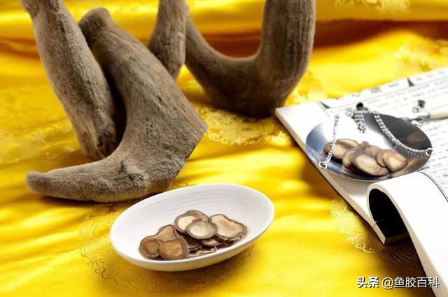 花胶可以炖鹿茸吗 2026年花胶可以炖鹿茸吗百度百科