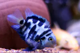 迷你鹦鹉鱼的饲养小技巧图片