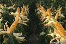 我国最具影响力的几个玉米新品种，每个品种的种植面积都在1亿亩图片