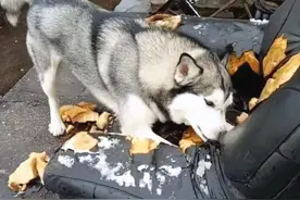 “烧钱”最厉害的6种狗狗，家里没矿怕是养不起图片