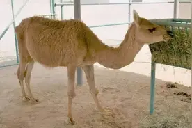 被人类培育出来的10种“奇特”的杂交动物图片