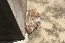 家家都有的4种“壳”，丢盆里疏松透气，2年不换盆也不会烂根图片