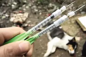 10秒闷倒一条狗，偷狗贼有多残忍？“毒狗”的暴利后面藏何危机？图片