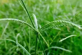 农村路边牛羊啃食的杂草，竟是价值25元/斤的中草药？图片