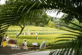 南宁唯一的5A景区，票价只要20元，比广州华南植物园还好玩图片