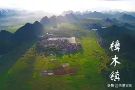 这里是樟木！图片