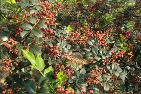 谈谈渭北旱原花椒产区花椒树冒条的原因及处理办法图片
