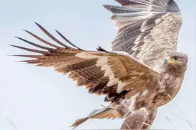 中国的鸟类，有多美？图片