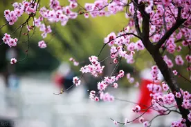 我是怎样成为老师的……图片