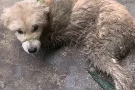 狗肉店门口，一只狗的脚跟嘴被绑着，店主：带走可以，要给钱图片