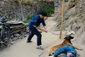 神犬落难，老人将其救回家后，它多次帮家人渡过劫难！催泪国产片图片