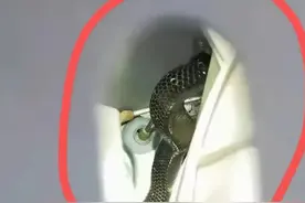 吓人！广西一居民家中出现眼镜蛇，就藏在洗衣机里图片