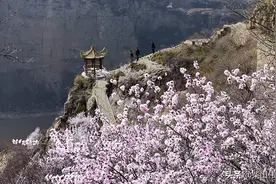 山西运城市河津黄河大梯子崖桃花盛开，美景如画图片