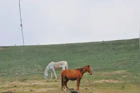 在伊犁，做了一个不愿醒来的童话梦图片