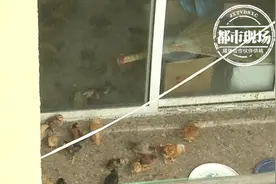 老人拆迁房内养百只鸡鸭，恶臭难闻邻居叫苦，她却自称有苦衷图片