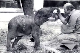 非洲象和亚洲象能够杂交吗？43年前已有答案图片