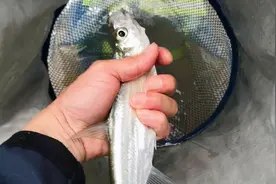 俗称“刁子鱼”，酷似鲢鱼却爱吃鱼类，过去少人吃，如今成高端货图片