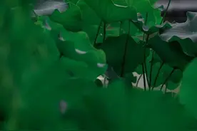 花都开好了，今夏西安赏荷地图图片