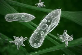 只有一个细胞构成的生物，了解一下，你能认出是动物还是植物图片