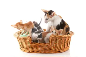 一旦发现气味不对，连自己的孩子都不认，母猫为什么选择吃掉小猫图片