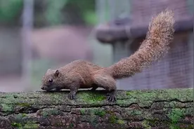 锦视频 | 可爱！动物园“萌娃”迎客啦图片