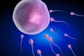 科学家发现：人类卵子对某些人的精子更偏爱，甚至为其“开后门”图片