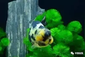 养鱼的乐趣，不只是喜欢而已图片