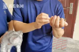 保猫还是保镯子？猫头被3万元金手镯卡住 主人：猫不贵，才几千图片