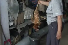 黑龙江一狗獾半夜咬死60多只鸡鸭，农场主：不敢动它，为保护动物图片