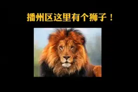 哭笑不得！市民将剃过毛的狗误认成狮子报警求助：还对着人摇尾巴图片