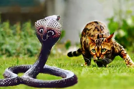 猫蛇大战！胜利的往往是猫？真实情况却恰恰相反图片