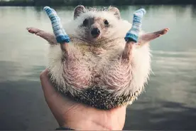 跟着主人旅游的开心小刺猬Pokee萌萌哒图片