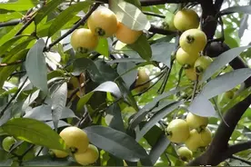 7月成熟就空心，以前当零食吃，如今被大量种植，却掉一地没人捡图片