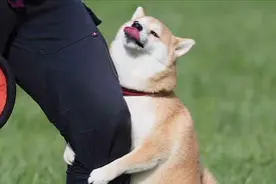 狗狗这些奇葩行为，是“缺爱”的表现图片