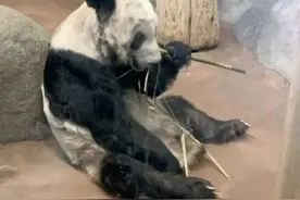 国宝熊猫或在美国遭受虐待，脏乱消瘦如同标本，美方却称自然老去图片